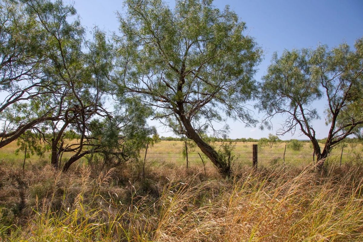 Decorative background for Hunter’s Ranch Tract 7 image 5