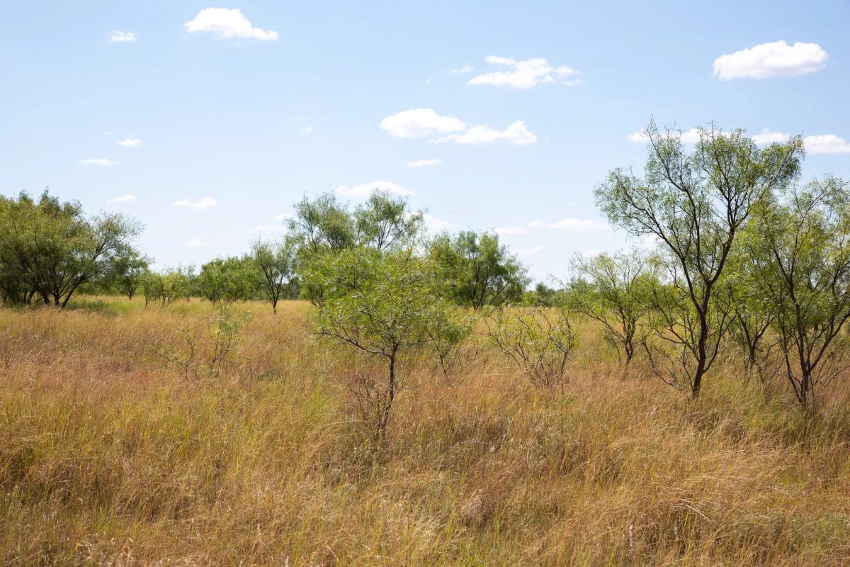 Decorative background for Hunter’s Ranch Tract 7 image 8