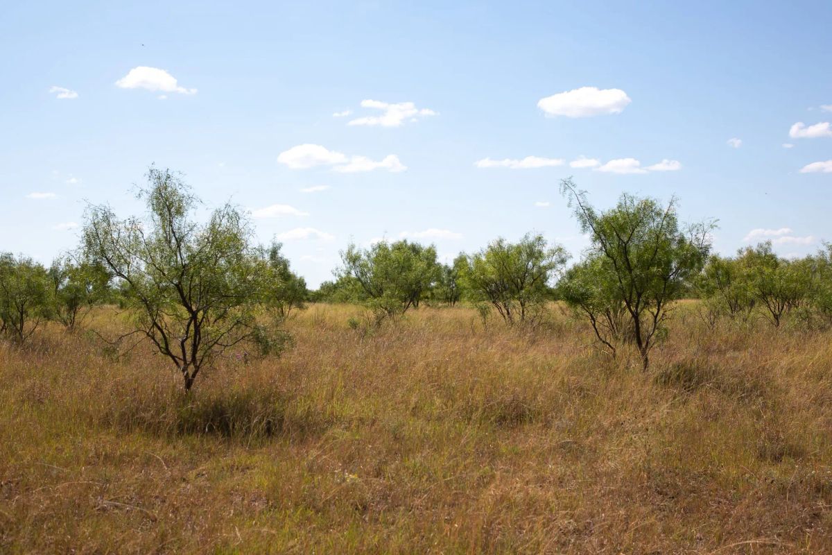 Decorative background for Hunter’s Ranch Tract 7 image 10
