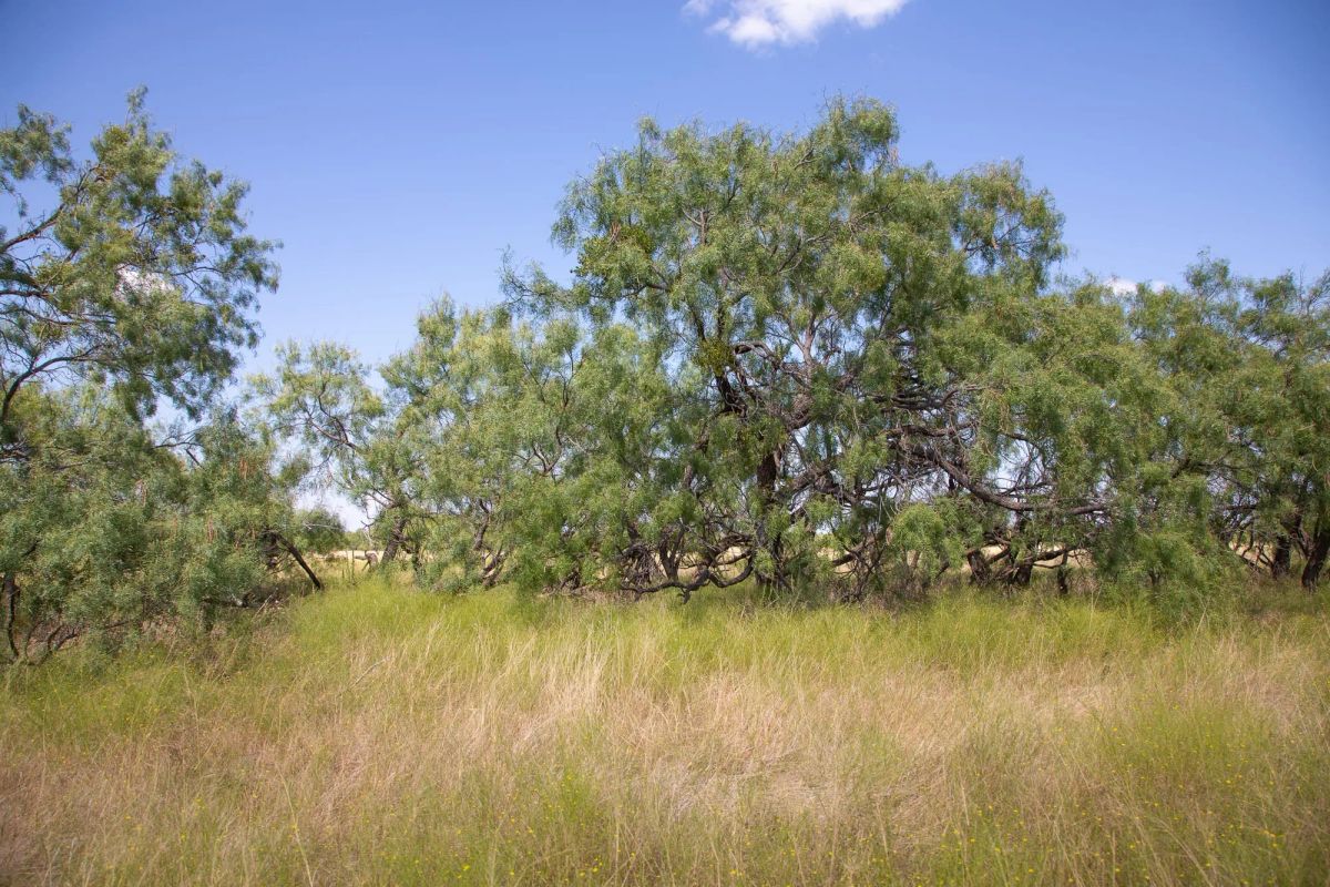 Decorative background for Hunter’s Ranch Tract 7 image 11