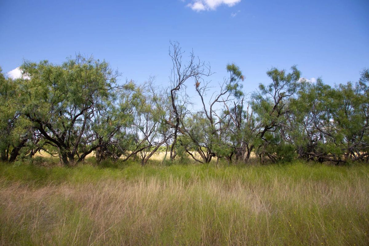 Decorative background for Hunter’s Ranch Tract 7 image 12
