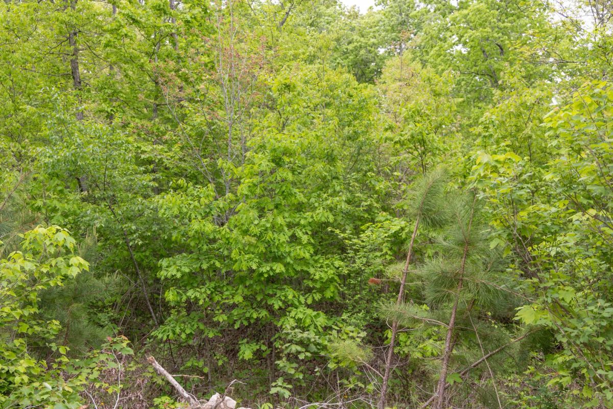Decorative background for Sleepy Hollow Phase II Tract 98 image 5