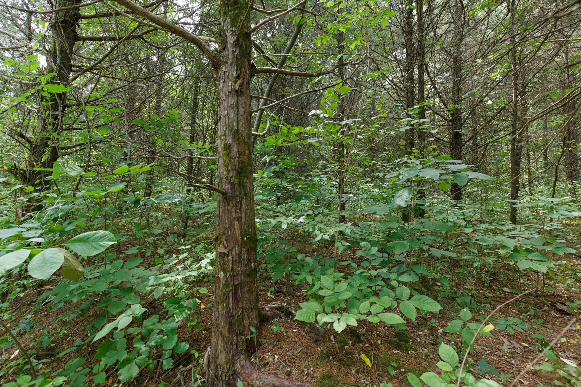 Spring Lake Plat 6 Tract 4 in Miller County, MO