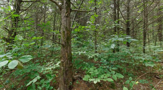 Spring Lake Plat 6 Tract 4 in Miller County, MO