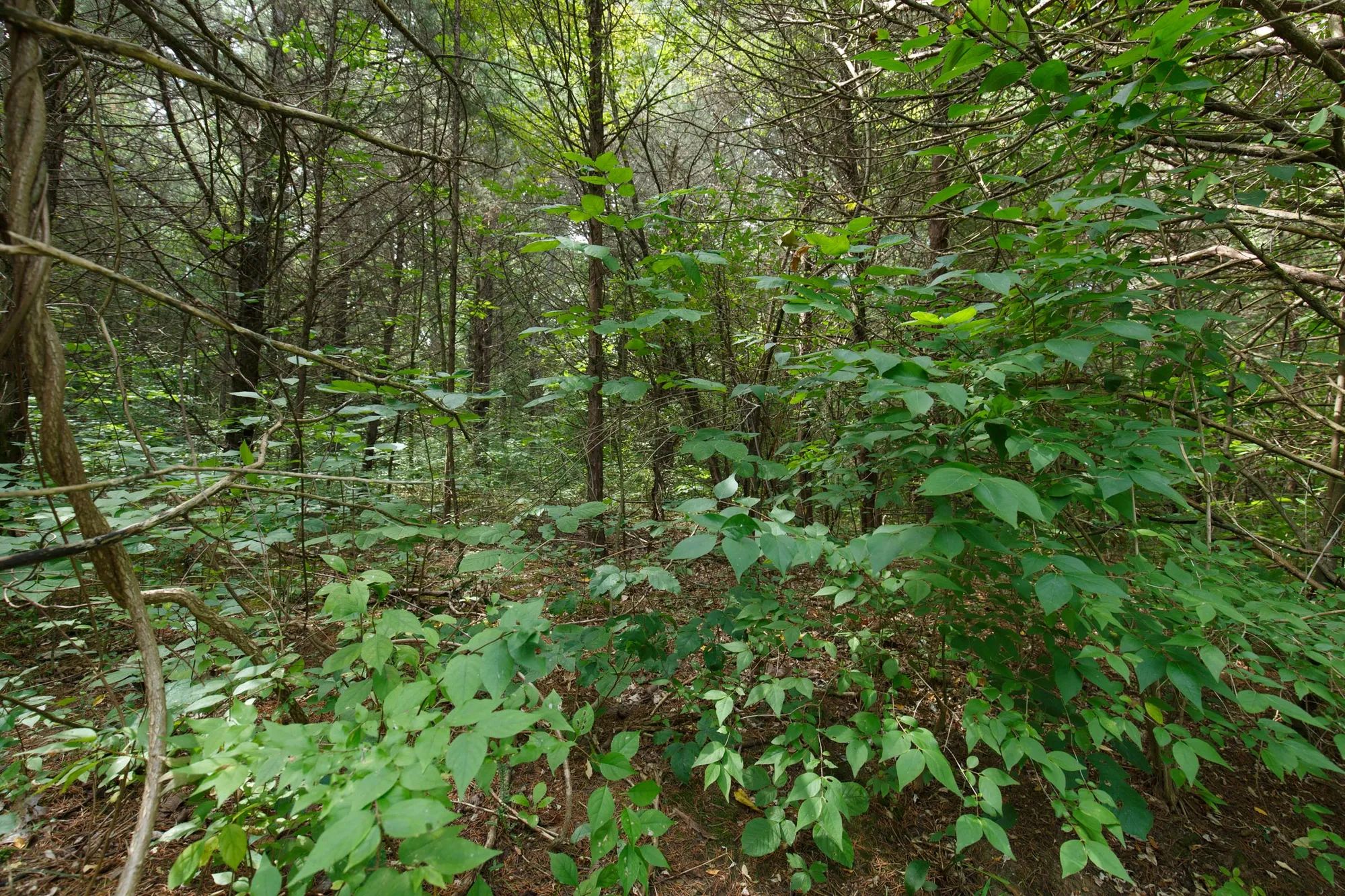 Spring Lake Plat 6 Tract 4 in Miller County, MO
