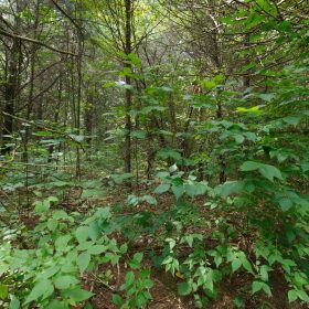 Spring Lake Plat 6 Tract 4 in Miller County, MO