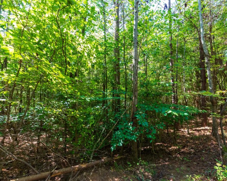 Redemption Ridge Tract 24 in Hardin County, TN