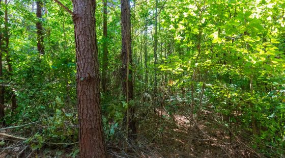Redemption Ridge Tract 24 in Hardin County, TN