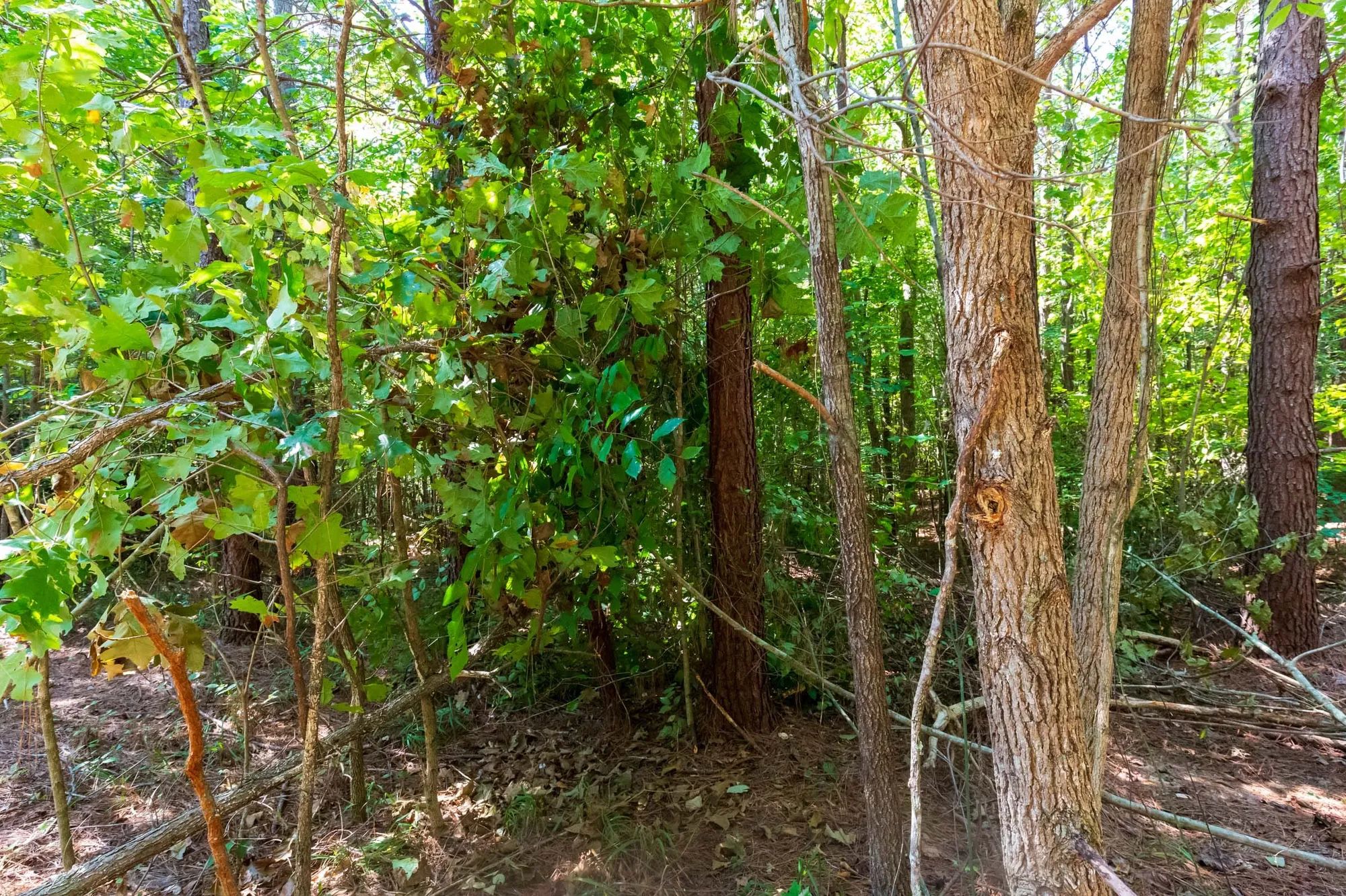 Redemption Ridge Tract 24 in Hardin County, TN