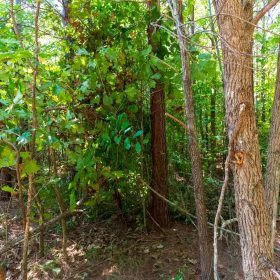 Redemption Ridge Tract 24 in Hardin County, TN