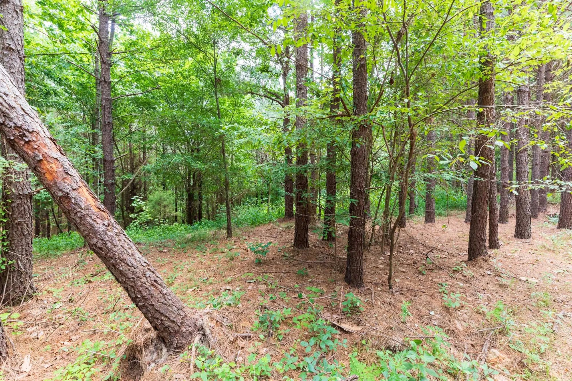 Whiskey Ridge Tract 29 in Henderson County, TN