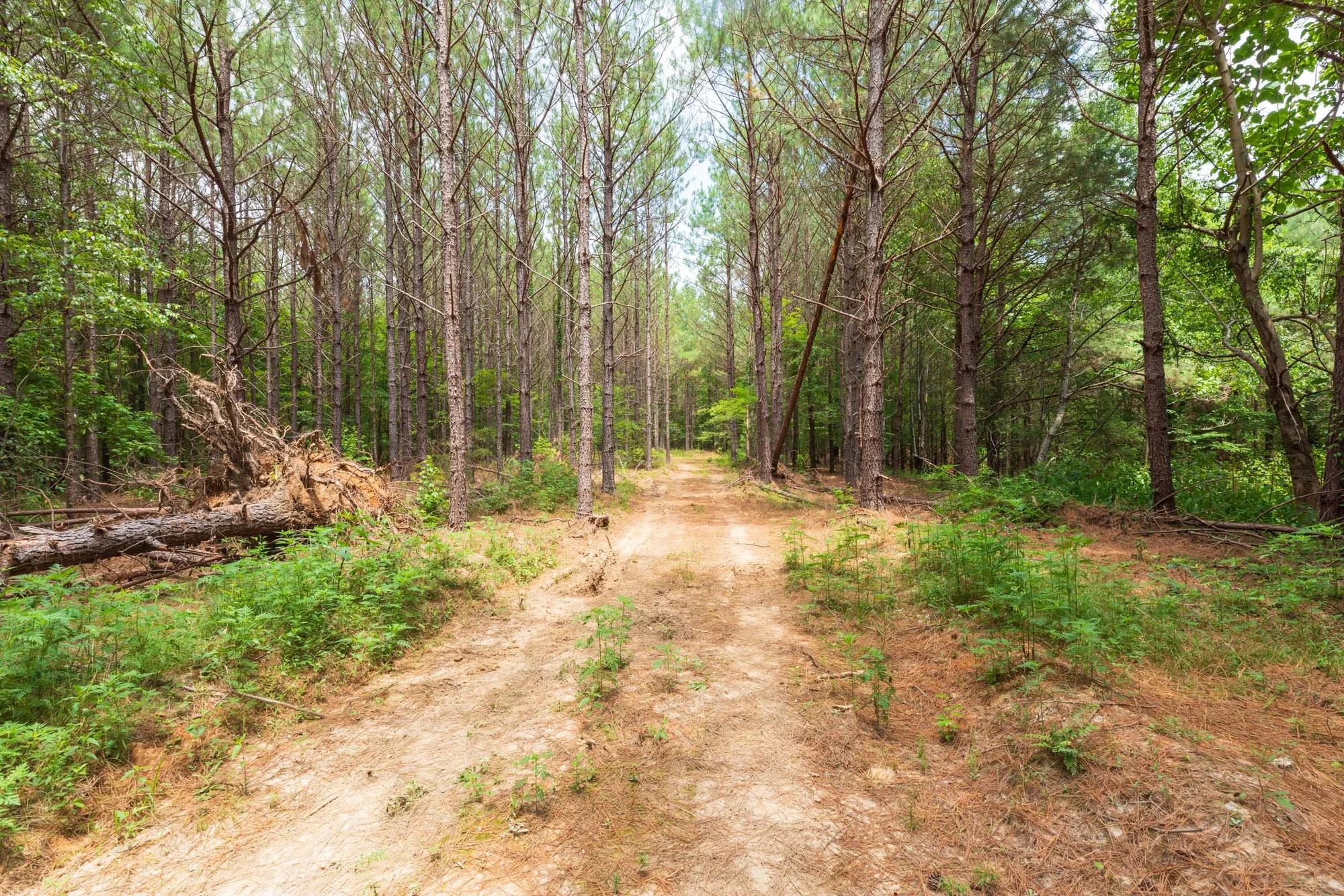 Whiskey Ridge Tract 29 in Henderson County, TN