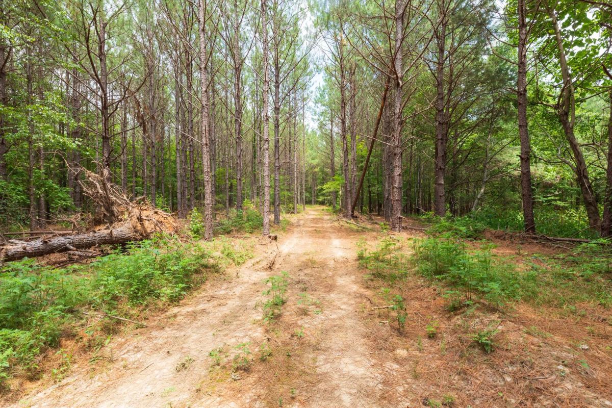 Whiskey Ridge Tract 29 - Image 2
