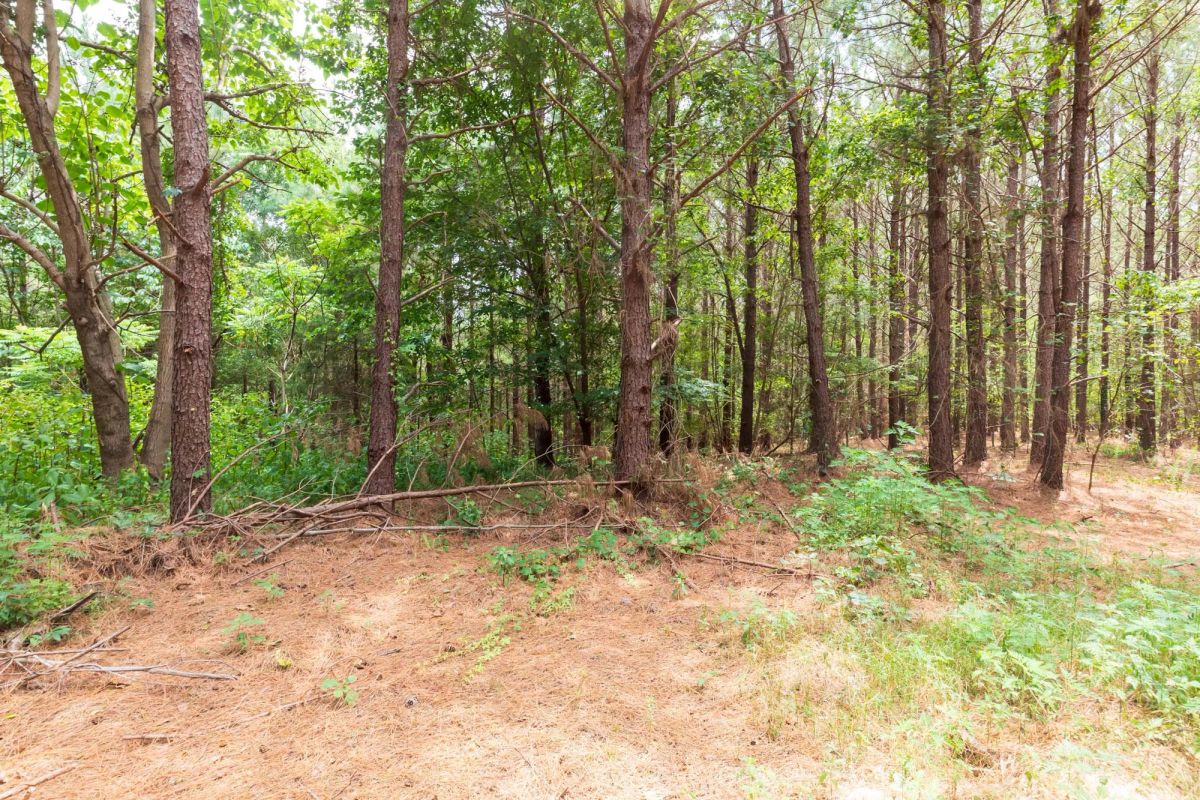 Whiskey Ridge Tract 29 - Image 3