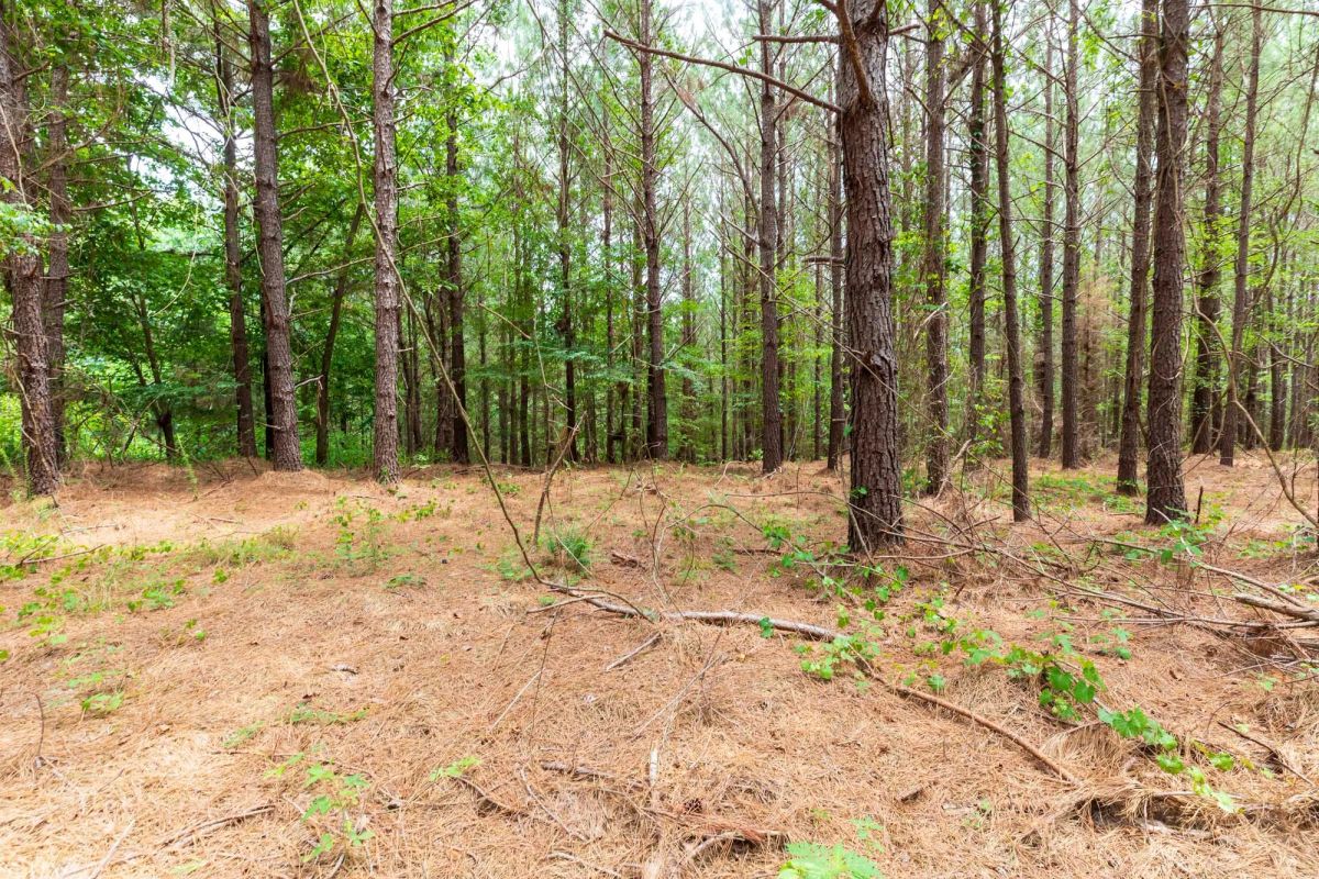 Whiskey Ridge Tract 29 - Image 4