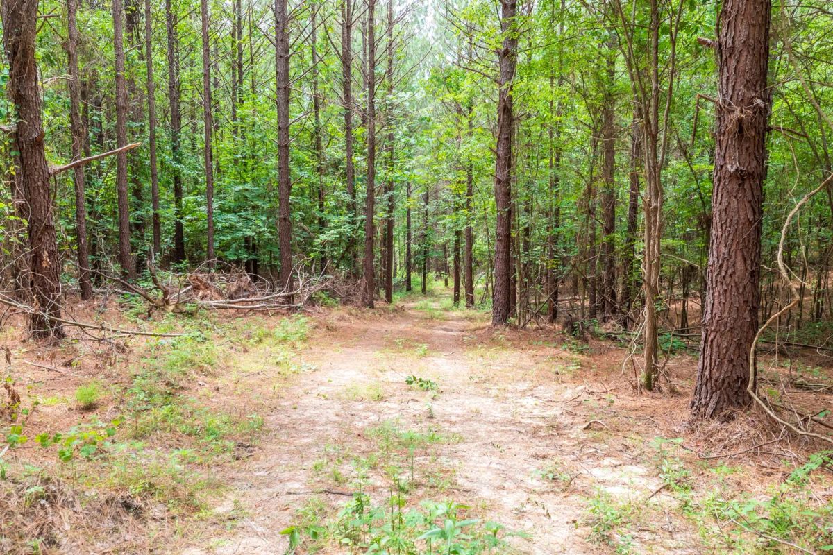 Decorative background for Whiskey Ridge Tract 29 image 5