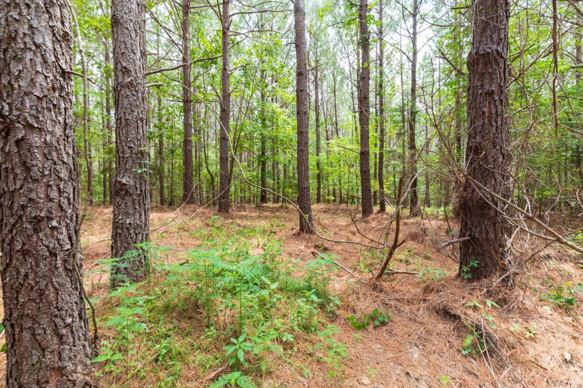 Decorative background for Whiskey Ridge Tract 29 image 6