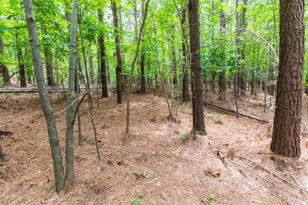 Decorative background for Whiskey Ridge Tract 29 image 7