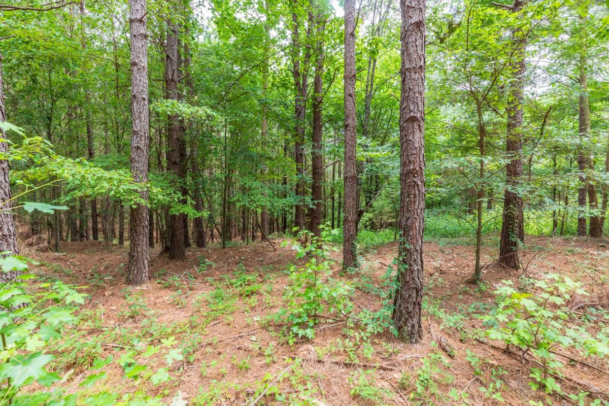 Decorative background for Whiskey Ridge Tract 29 image 8