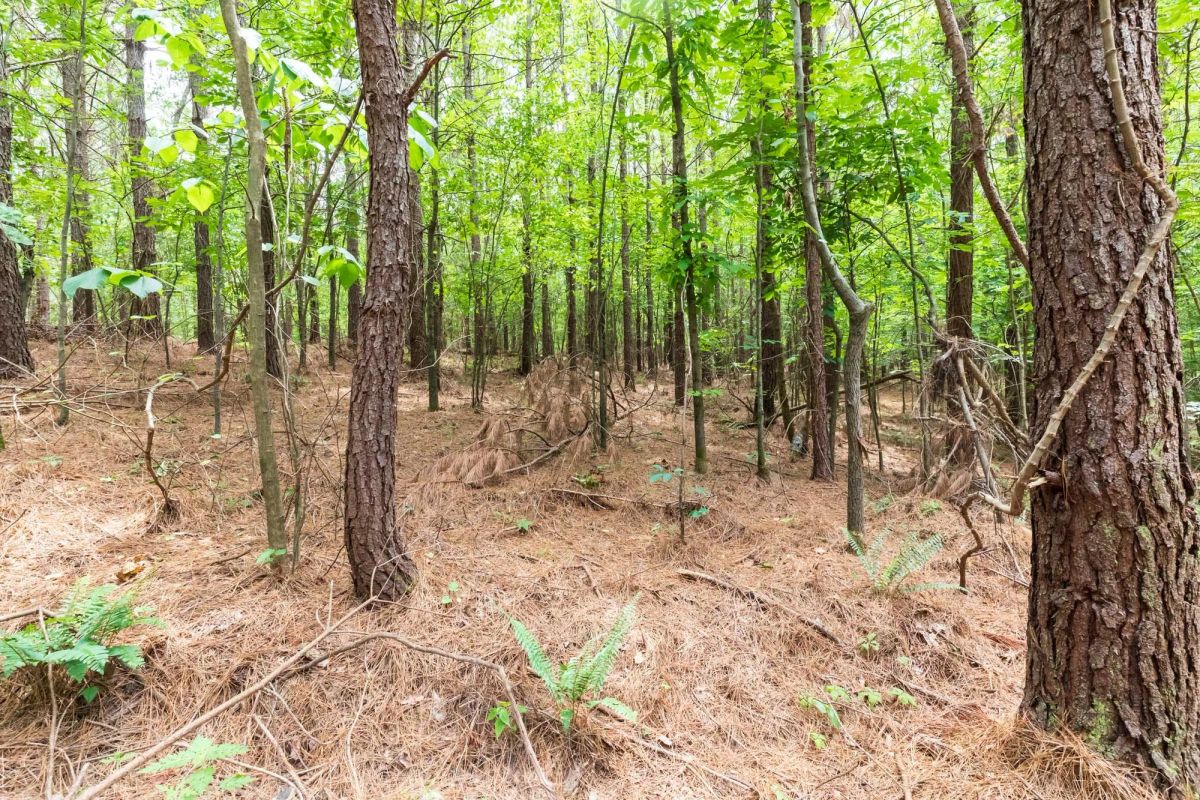 Decorative background for Whiskey Ridge Tract 29 image 9