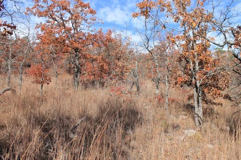 Decorative background for Indian Ridge – Phase I Tract 5 image 7
