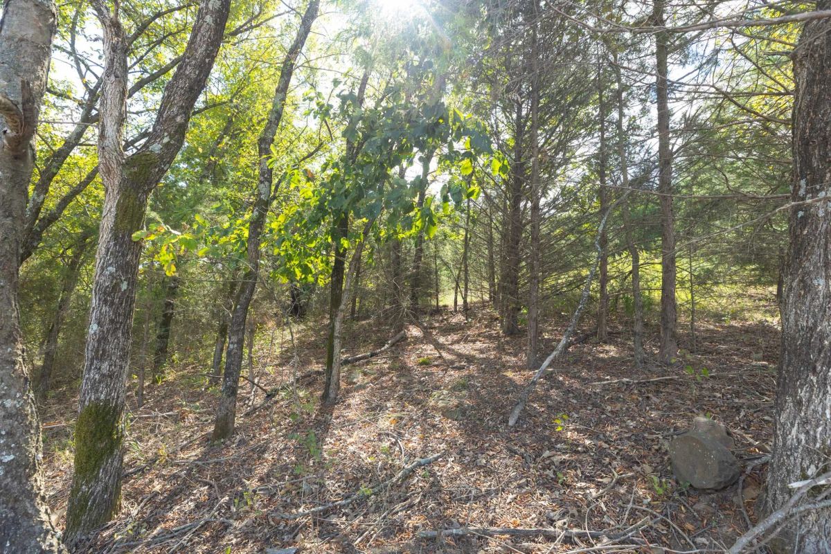 Decorative background for Reserves At Cattail Cove Phase II Tract 71 image 5