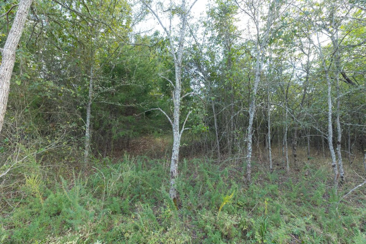 Decorative background for Reserves At Cattail Cove Phase II Tract 71 image 9