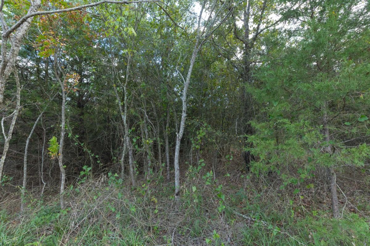 Decorative background for Reserves At Cattail Cove Phase II Tract 71 image 10