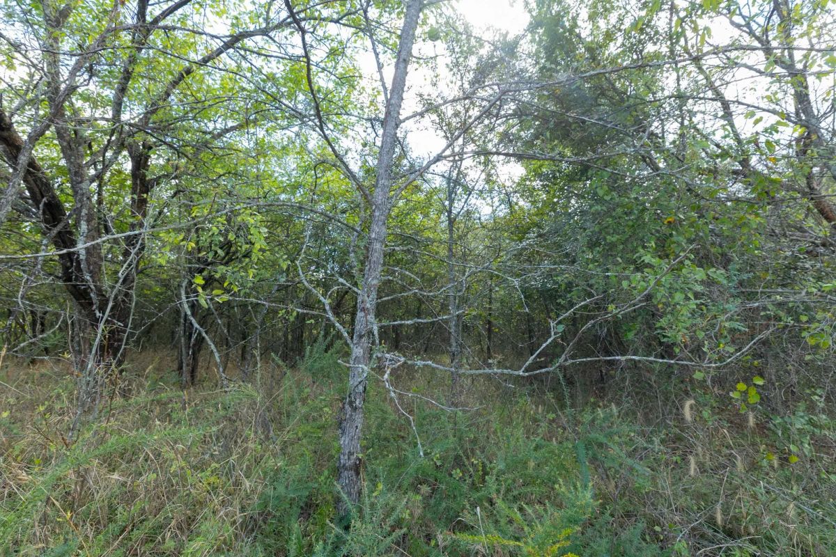 Decorative background for Reserves At Cattail Cove Phase II Tract 71 image 11