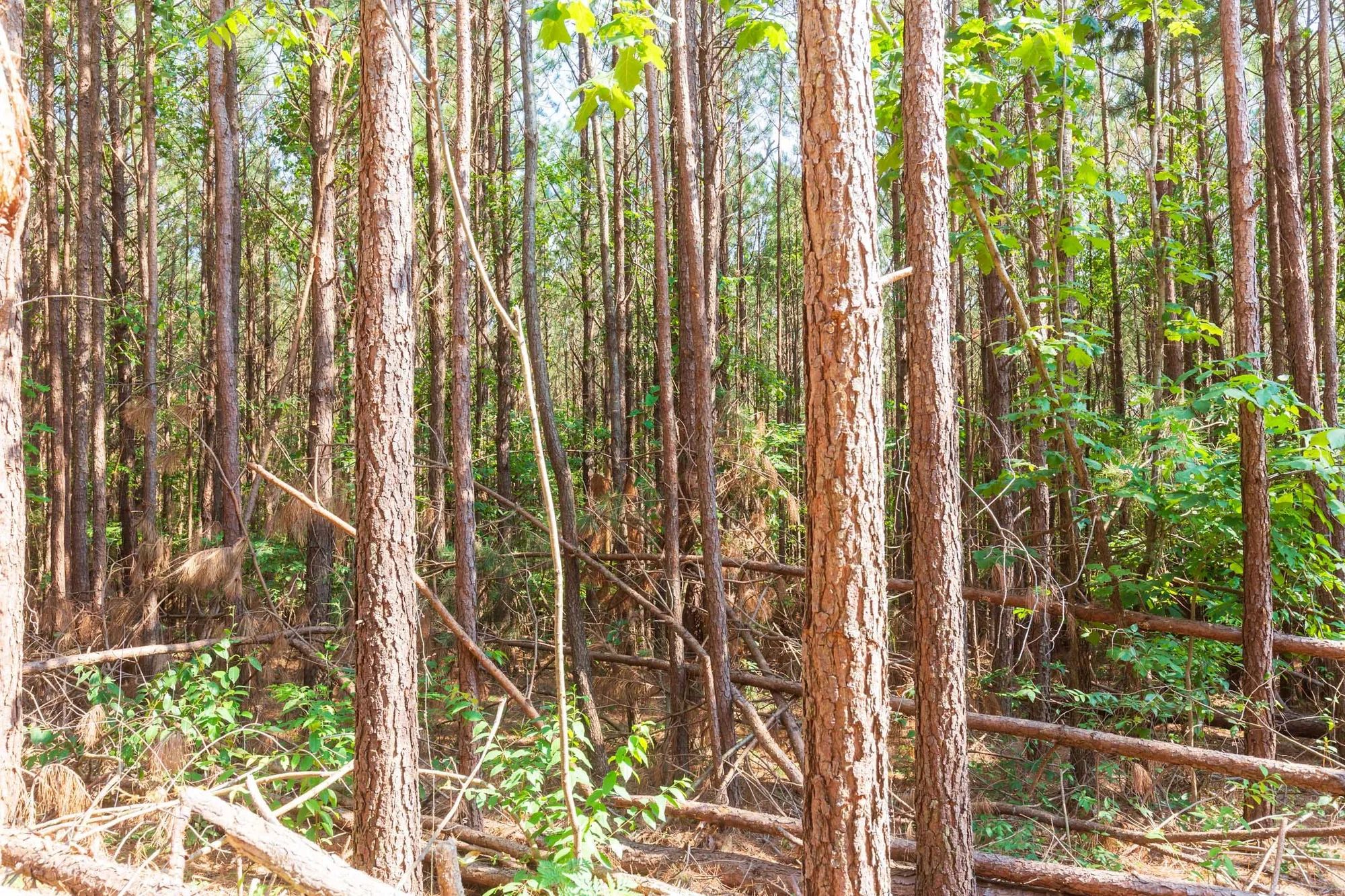 Whiskey Ridge Tract 97