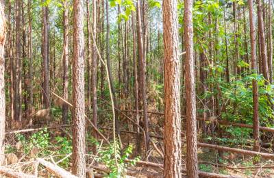 Whiskey Ridge Tract 97