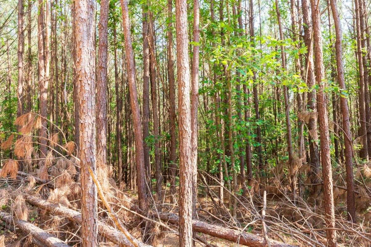 Whiskey Ridge Tract 97 - Image 3