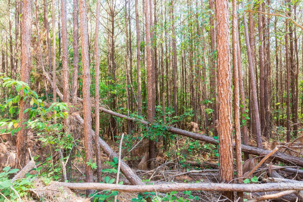 Whiskey Ridge Tract 97 - Image 4