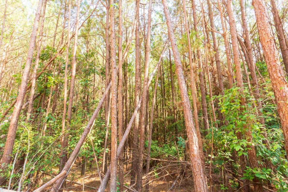 Decorative background for Whiskey Ridge Tract 97 image 5