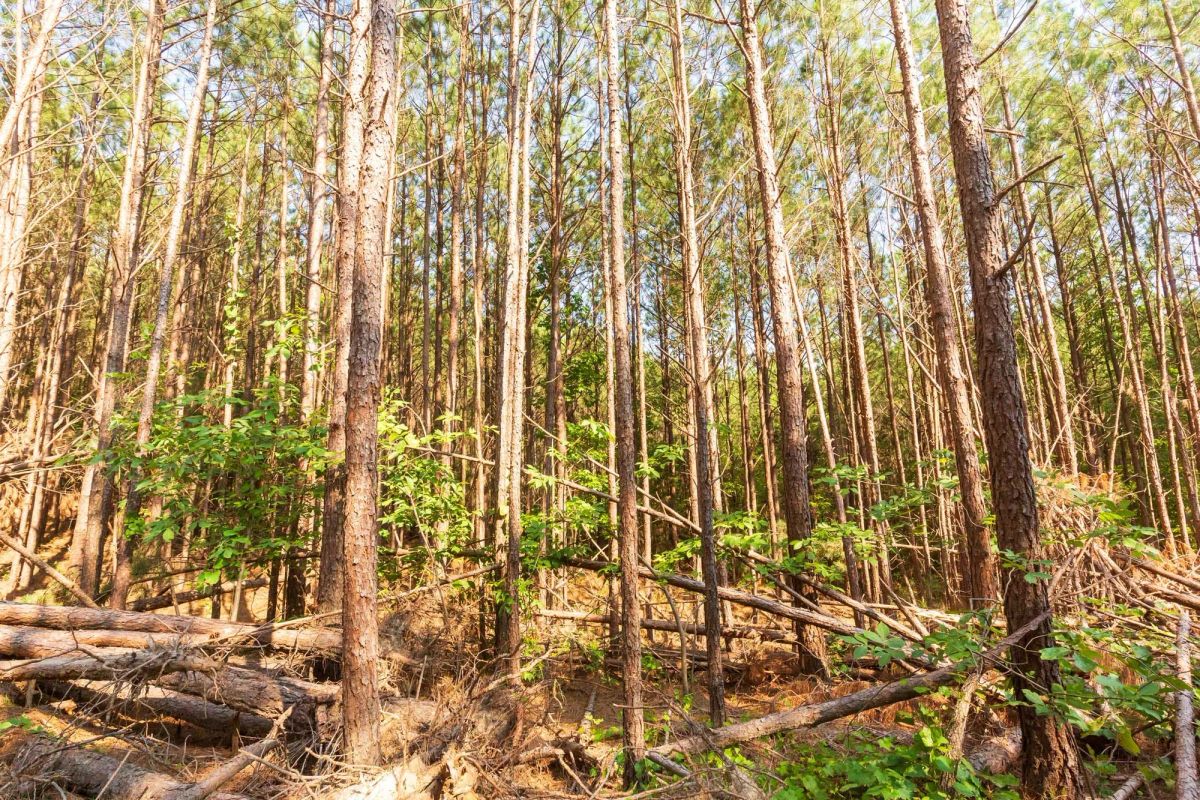 Decorative background for Whiskey Ridge Tract 97 image 6