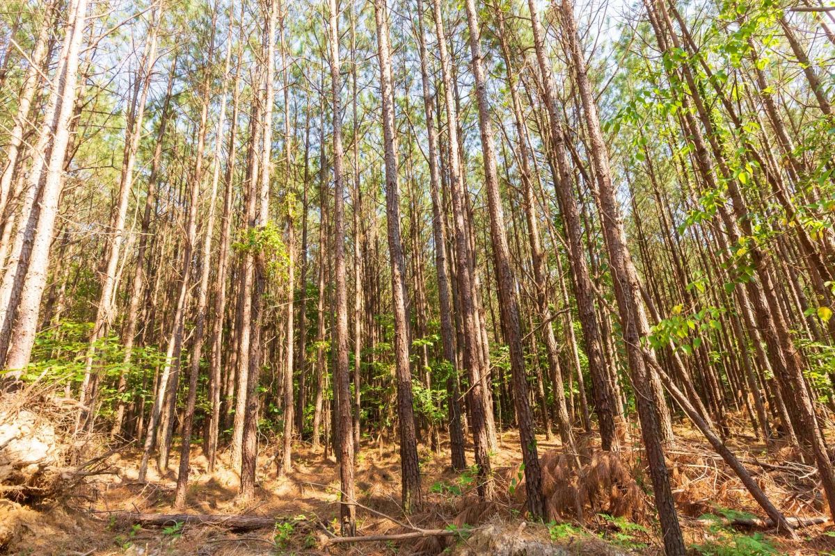 Decorative background for Whiskey Ridge Tract 97 image 8