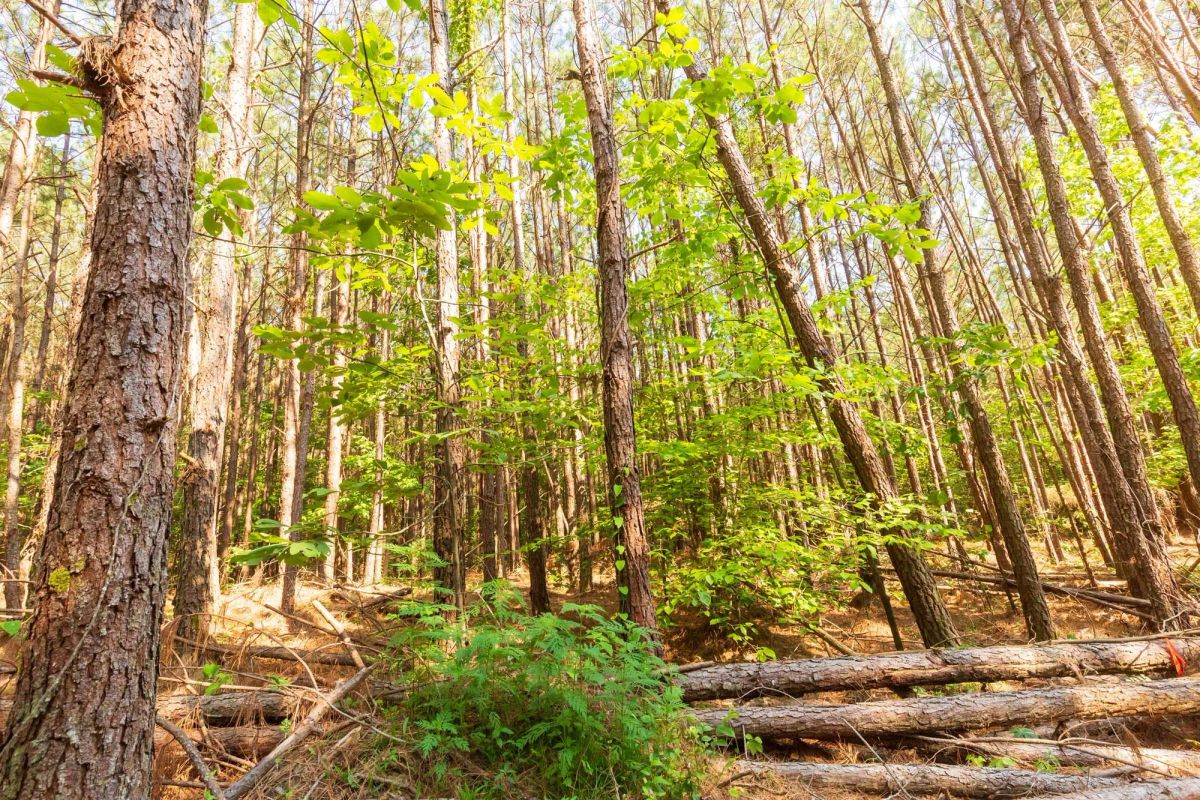 Decorative background for Whiskey Ridge Tract 97 image 9