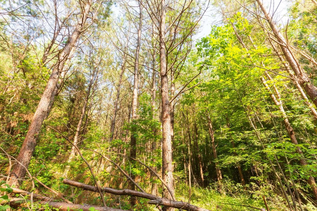 Decorative background for Whiskey Ridge Tract 97 image 10