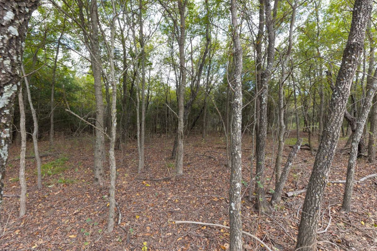 Decorative background for Reserves At Cattail Cove Phase II Tract 89 image 13