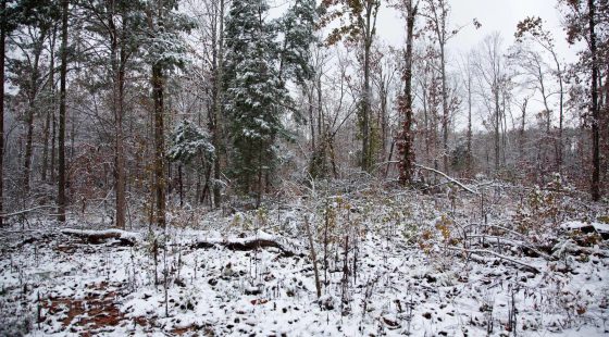 Sweet Water Ranch Tract 26 in Decatur County, TN