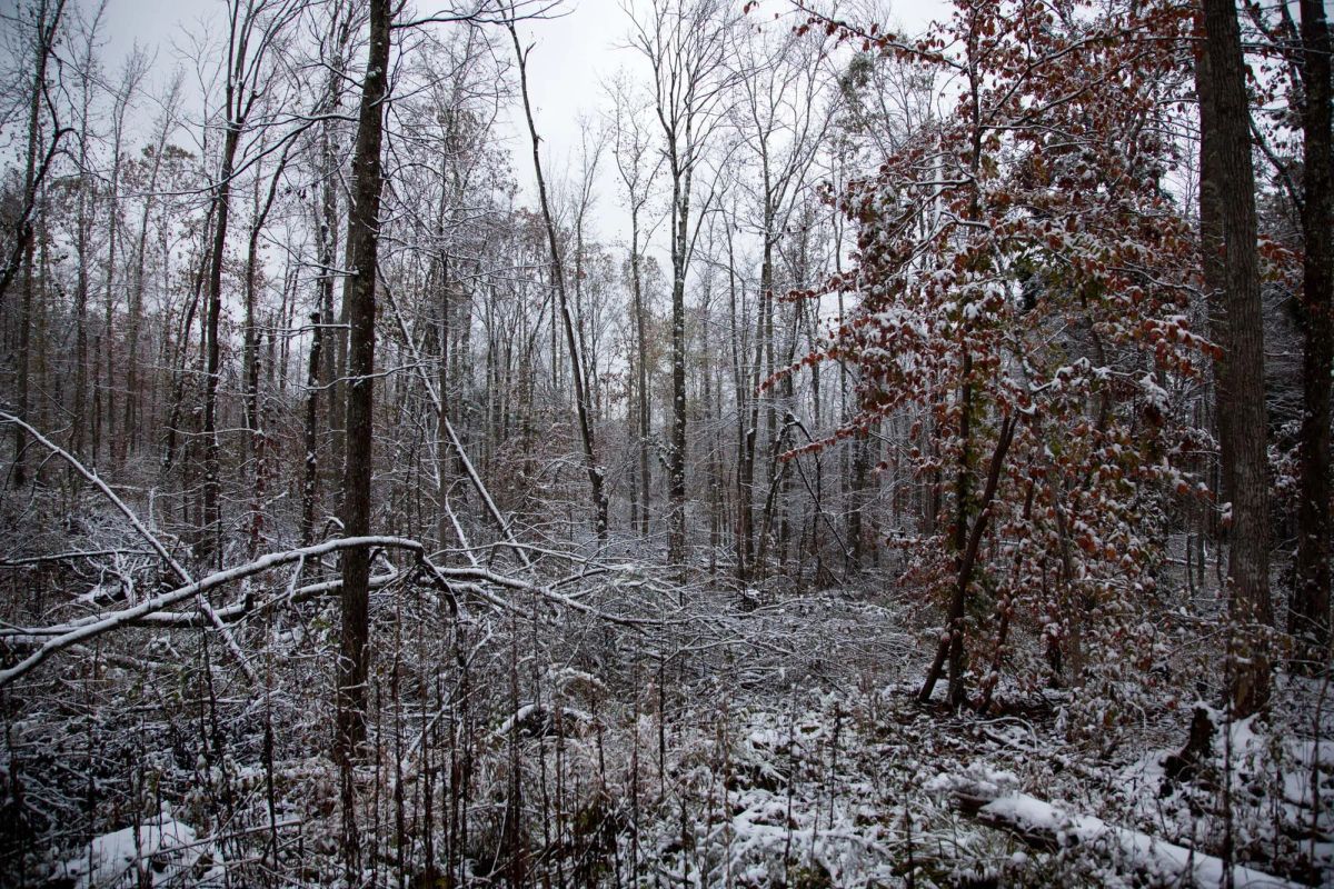 Decorative background for Sweet Water Ranch Tract 26 image 7