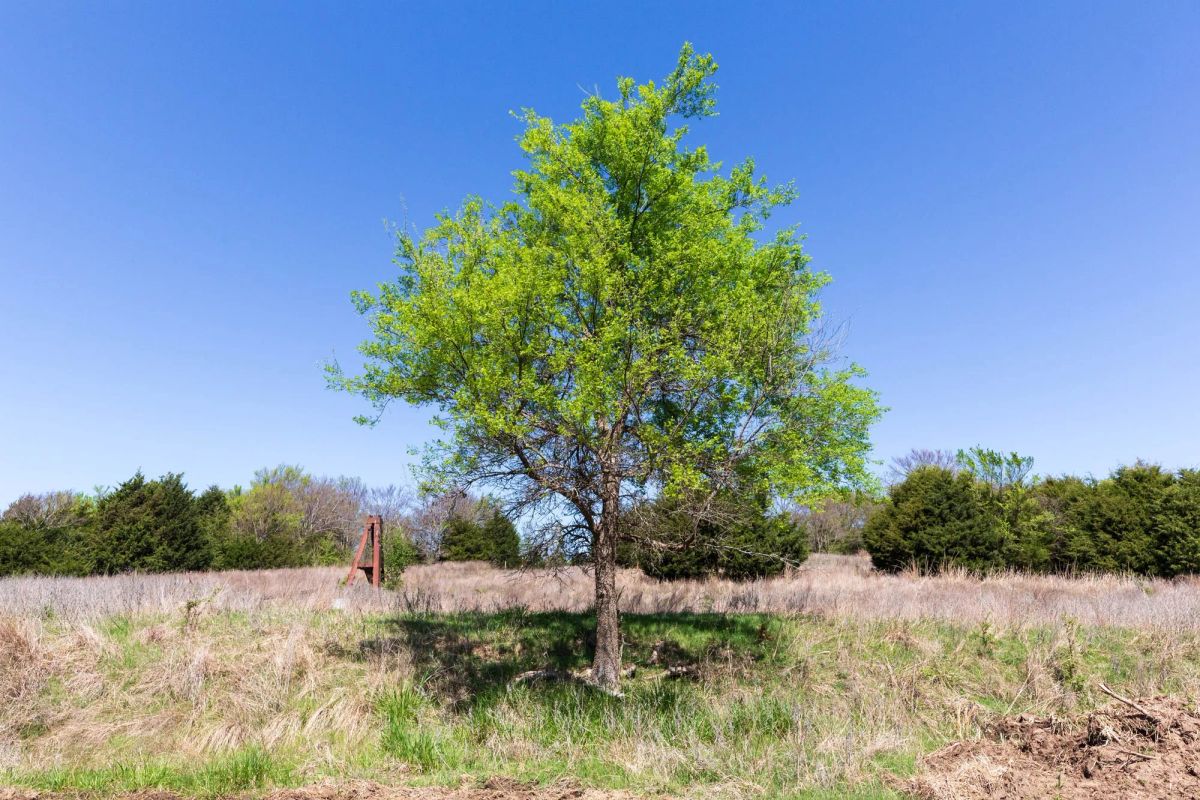 Decorative background for Prairie Grove Tract 18 image 7
