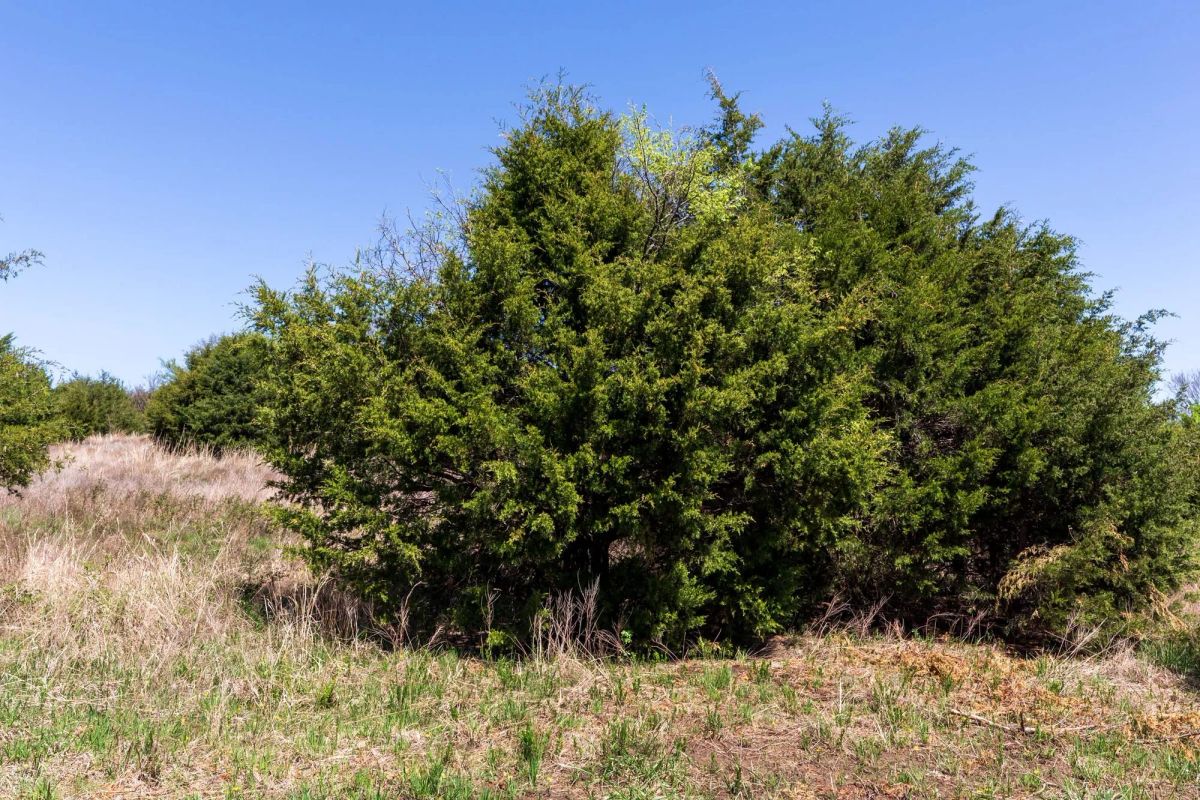 Decorative background for Prairie Grove Tract 18 image 9