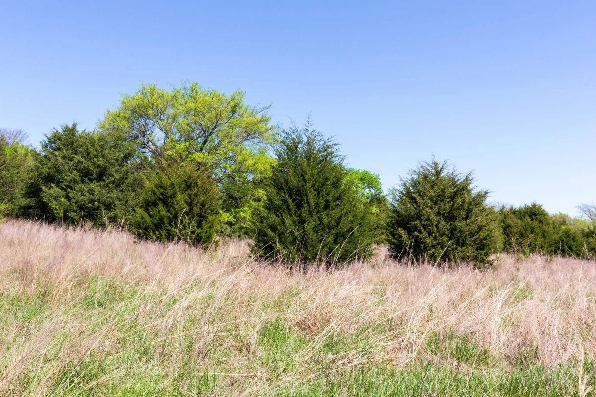 Decorative background for Prairie Grove Tract 18 image 10