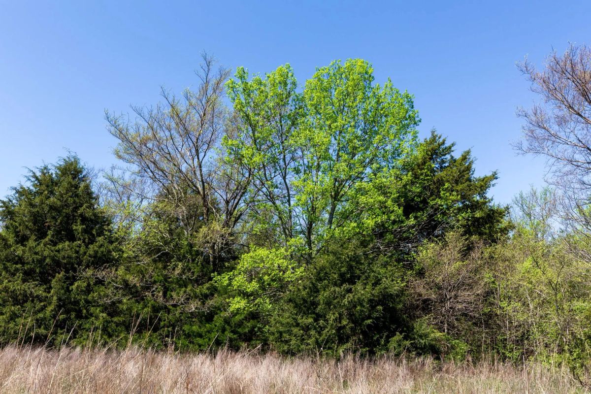 Decorative background for Prairie Grove Tract 18 image 18