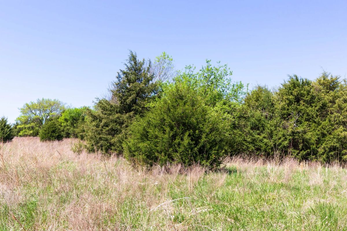 Decorative background for Prairie Grove Tract 18 image 19