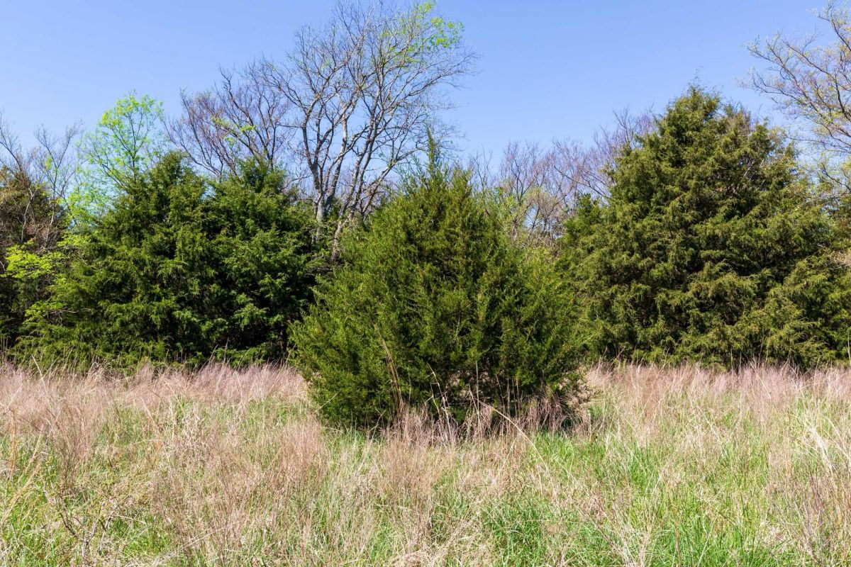 Decorative background for Prairie Grove Tract 18 image 20