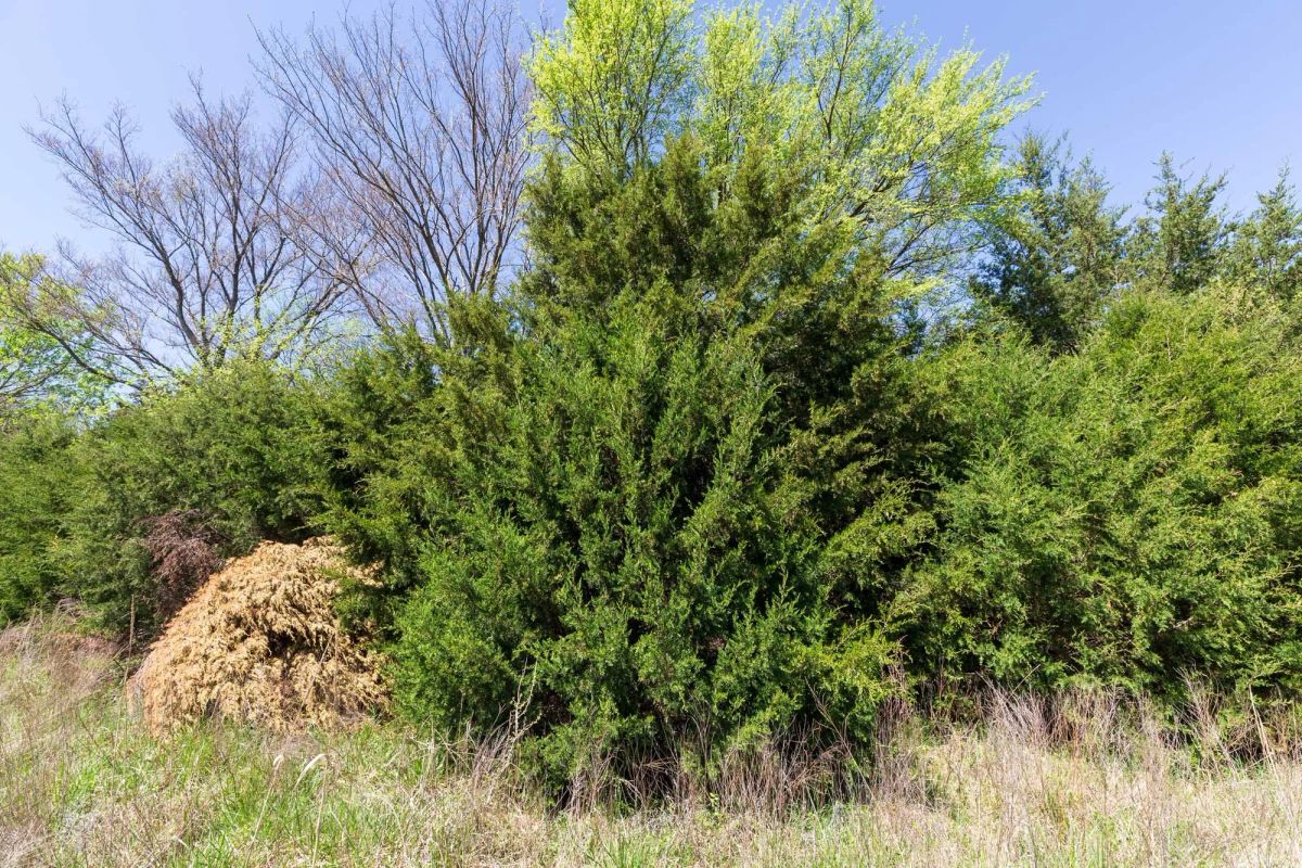 Decorative background for Prairie Grove Tract 18 image 21
