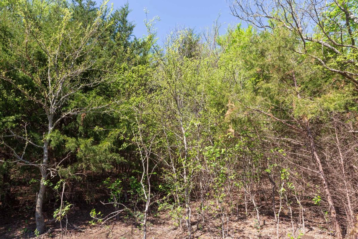 Decorative background for Prairie Grove Tract 18 image 22