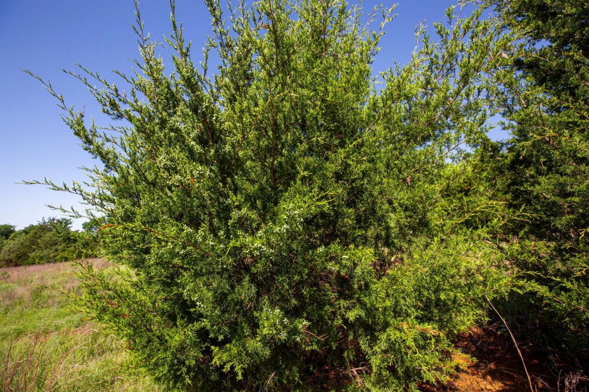 Decorative background for Prairie Grove Tract 18 image 23